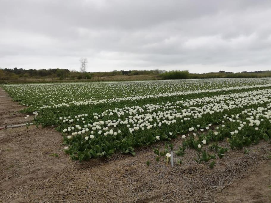 Cottage Egmond-Binnen Met Besloten Tuin Exterior foto